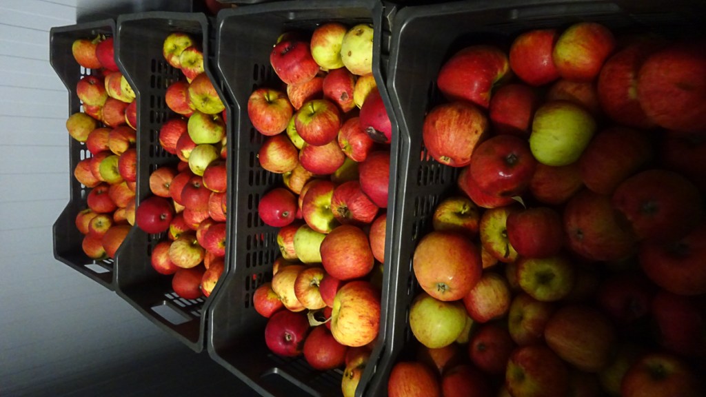 Maçãs com defeitos